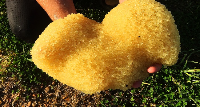 A catfish egg mass, or spawn, after removal from a broodfish pond. Spawns are brought into the Hatchery to hatch and grow into fingerlings before being returned to grow-out ponds.